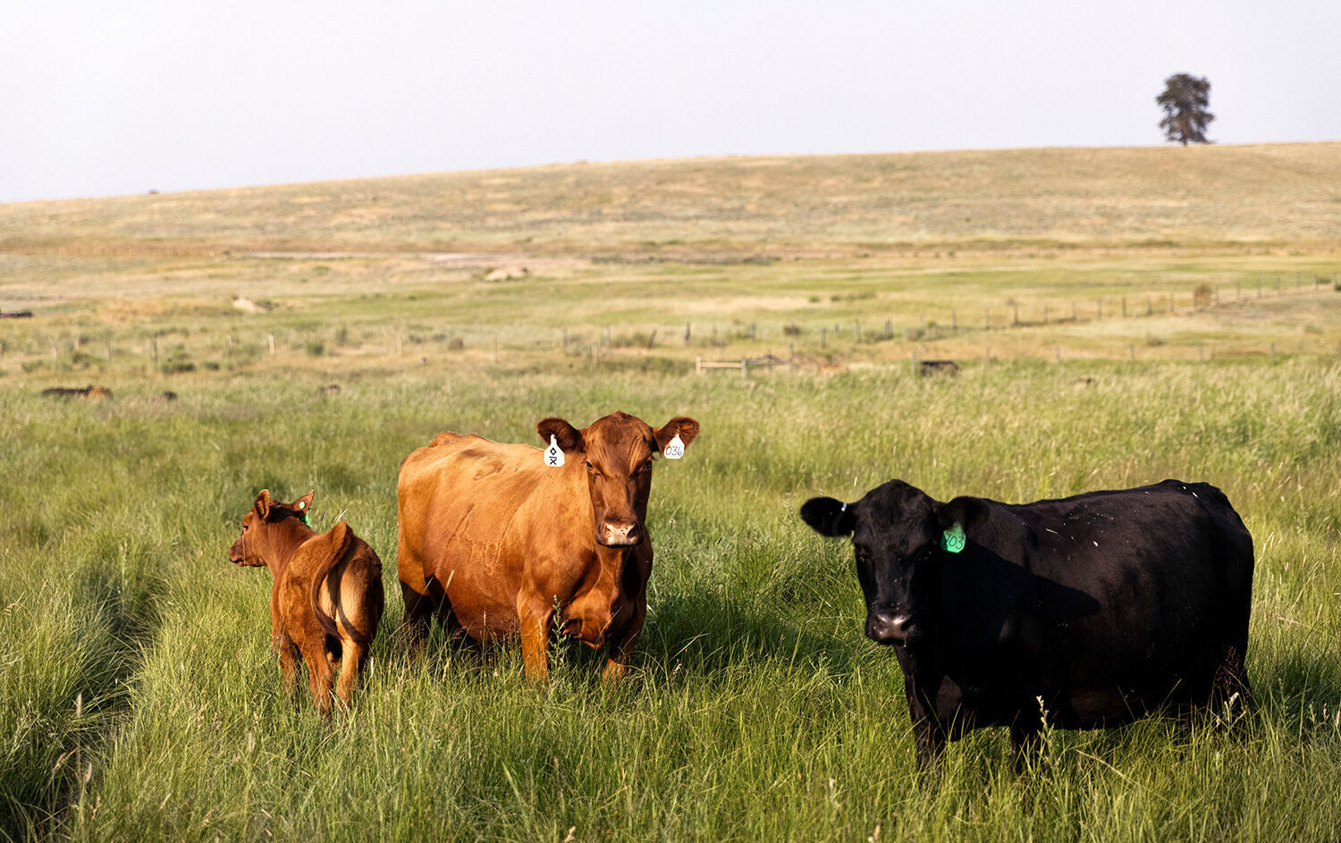 Oxbow cows